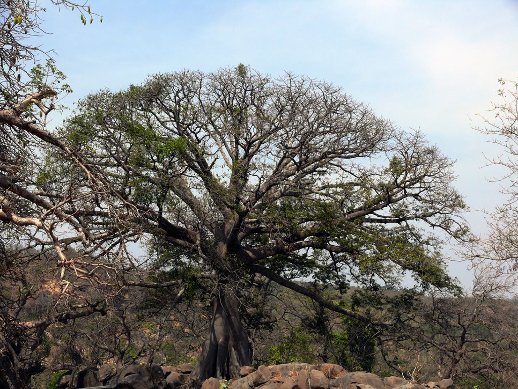 arbres_10.jpg