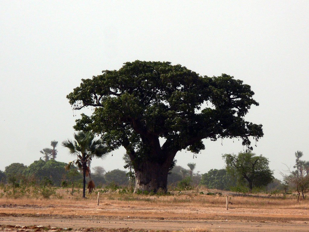 arbres_17.jpg