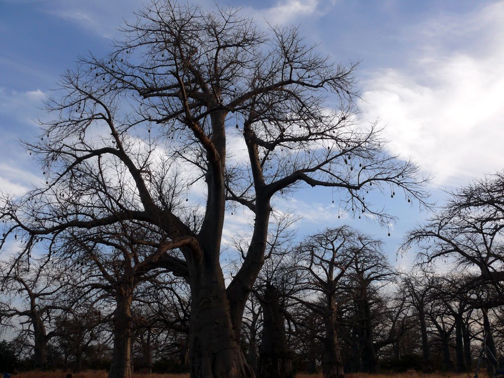 arbres_19.jpg