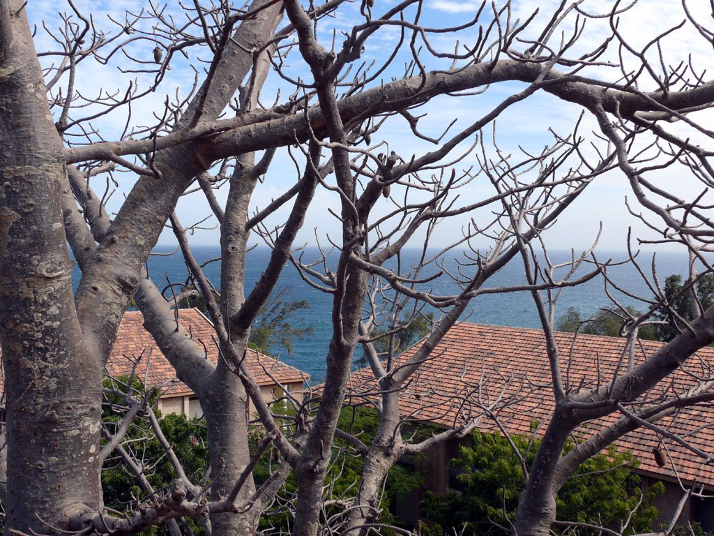 goree_08.jpg